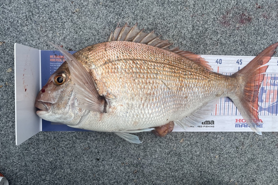 Raikkon Lamb caught this 50.0cm Snapper at Tasman Bay during The Export NZ Fishing Competition