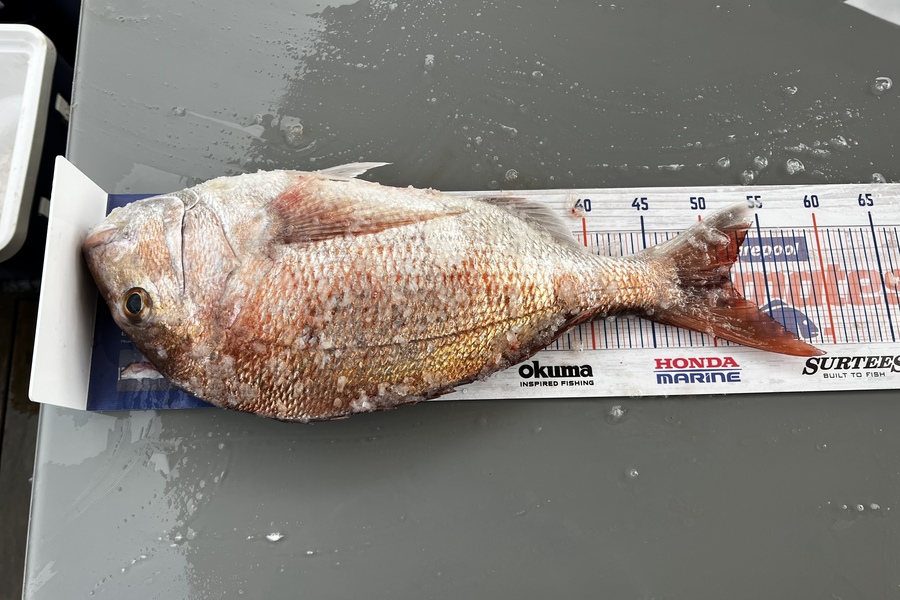 Bryar Jones caught this 52.0cm Snapper at Kawhia during The Export NZ Fishing Competition