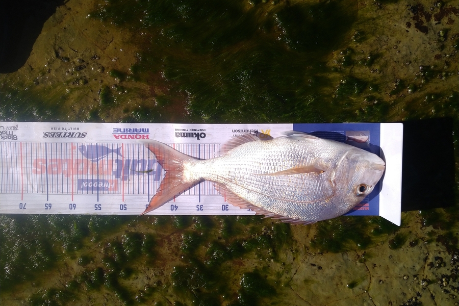 brent lovell caught this 41.5cm Snapper at Raglan  during The Export NZ Fishing Competition