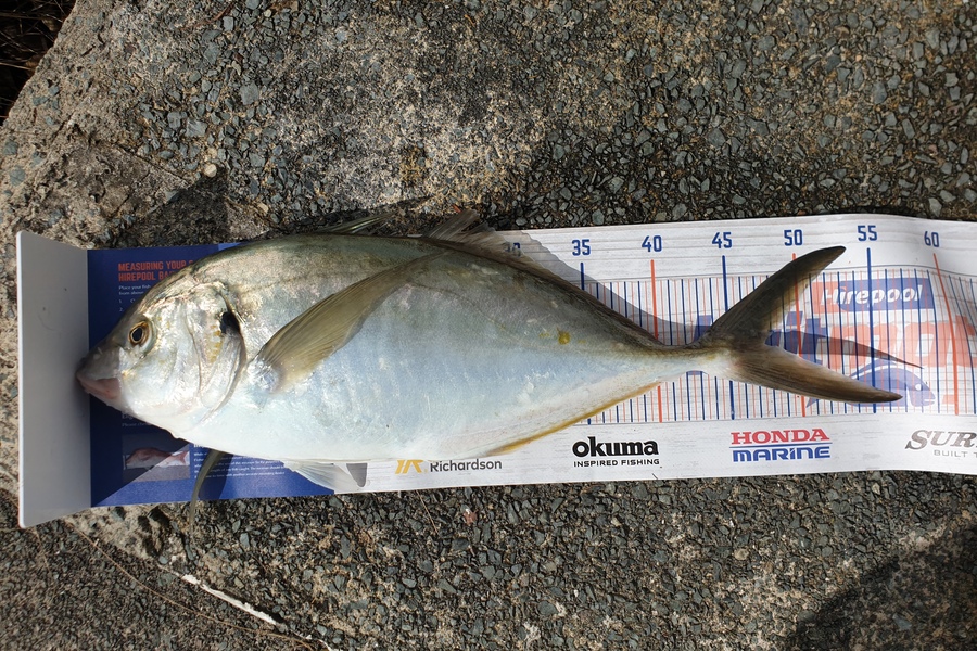 Steve Searancke caught this 47.0cm Trevally at Whangarei heads during The Export NZ Fishing Competition