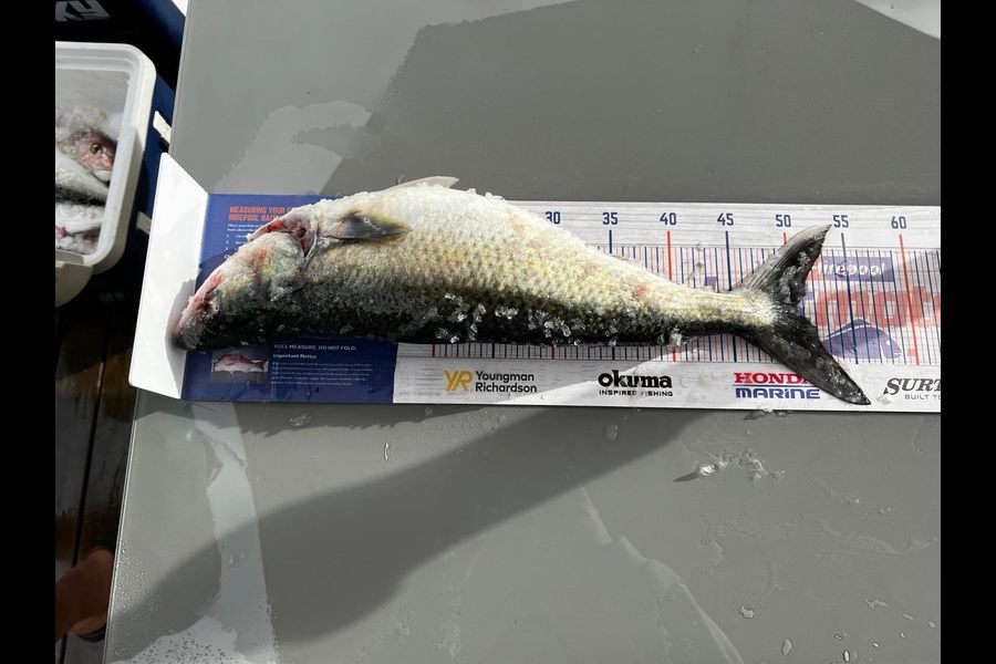Lex Galvin caught this 50.0cm Kahawai at Kawhia during The Export NZ Fishing Competition