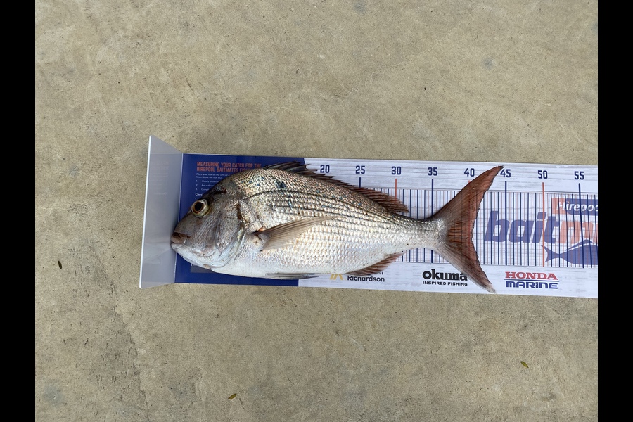 Kabain Griffin caught this 40.0cm Snapper at Pataua north  during The Export NZ Fishing Competition