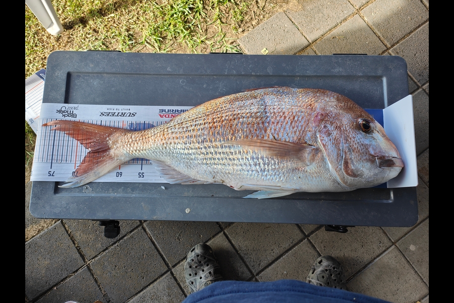 Woody Jonasen caught this 67.0cm Snapper at Kawhia during The Export NZ Fishing Competition