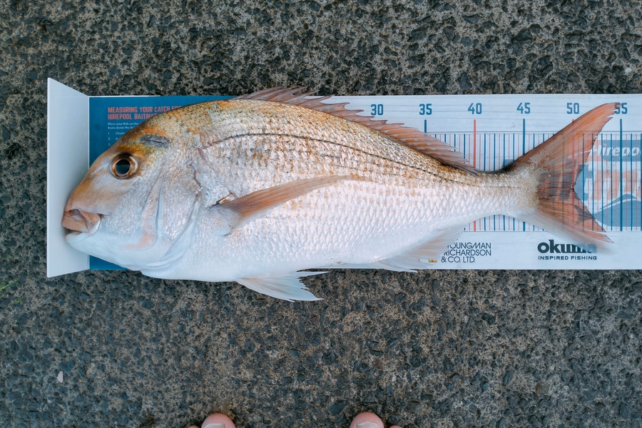 Bailey Cornelder caught this 50.0cm Snapper at Tga during The Export NZ Fishing Competition