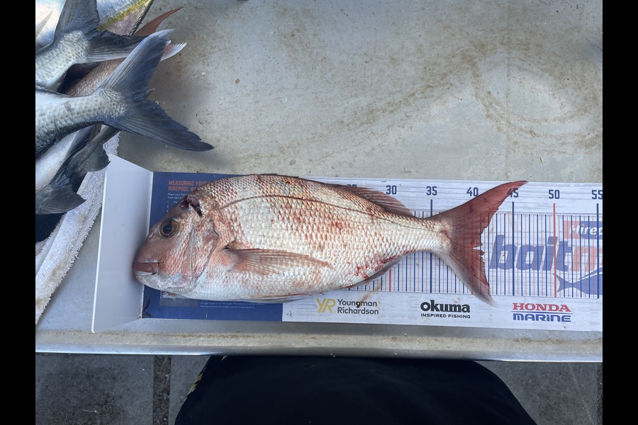 Levi Fielding caught this 41cm Snapper at Tauranga  during The Export NZ Fishing Competition