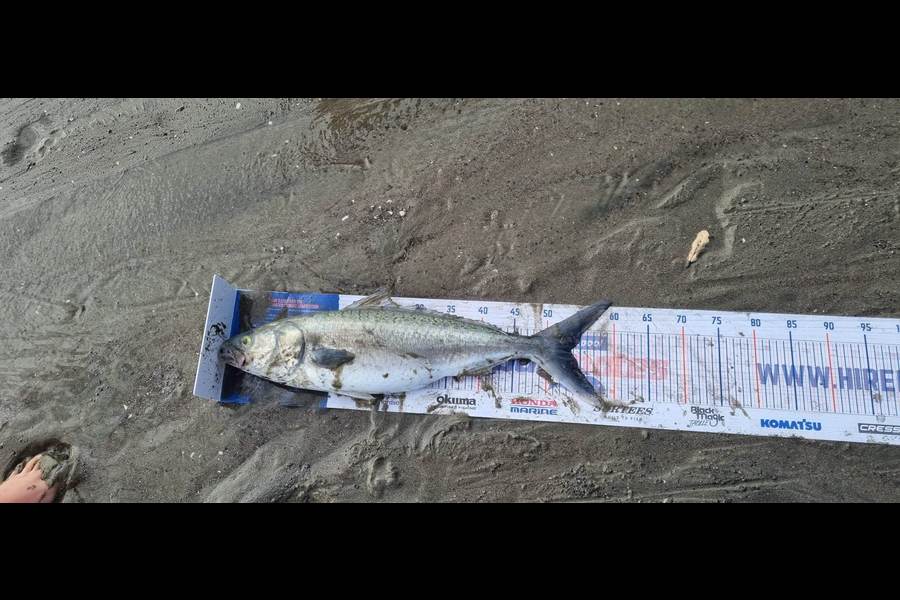 James Beckett caught this 53.0cm Kahawai at Te kaha during The Export NZ Fishing Competition