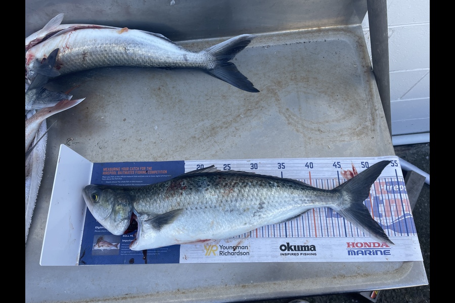 Levi Fielding caught this 46cm Kahawai at Tauranga  during The Export NZ Fishing Competition