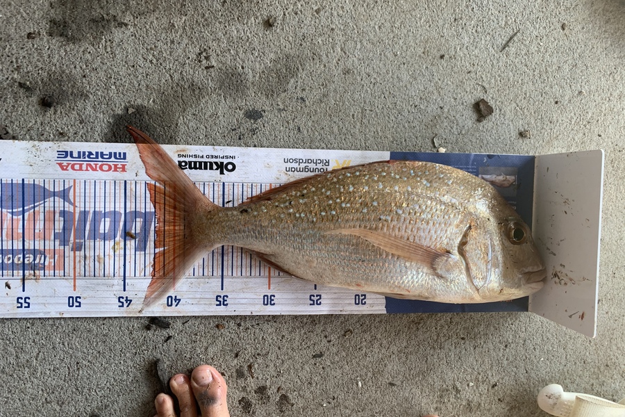 Luke Elmes caught this 42.0cm Snapper at Beachlands  during The Export NZ Fishing Competition