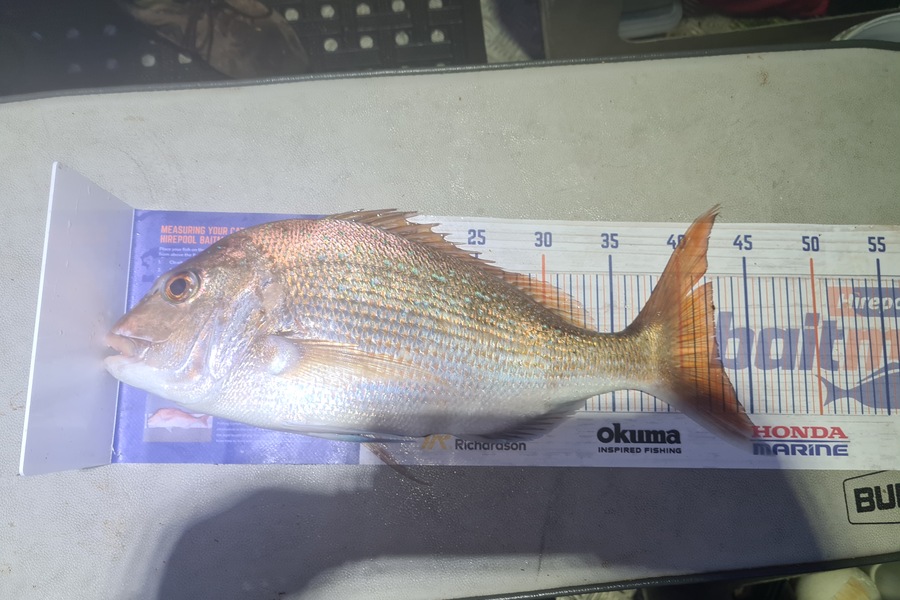 David Kovacs caught this 42.5cm Snapper at Wellington harbor  during The Export NZ Fishing Competition