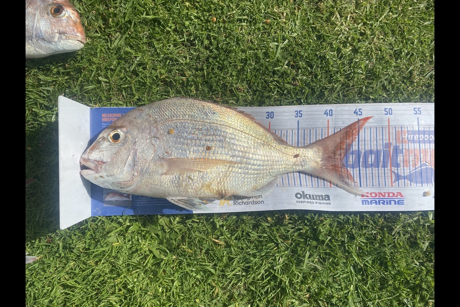 Hone Walker caught this 42.0cm Snapper at Waikanae during The Export NZ Fishing Competition