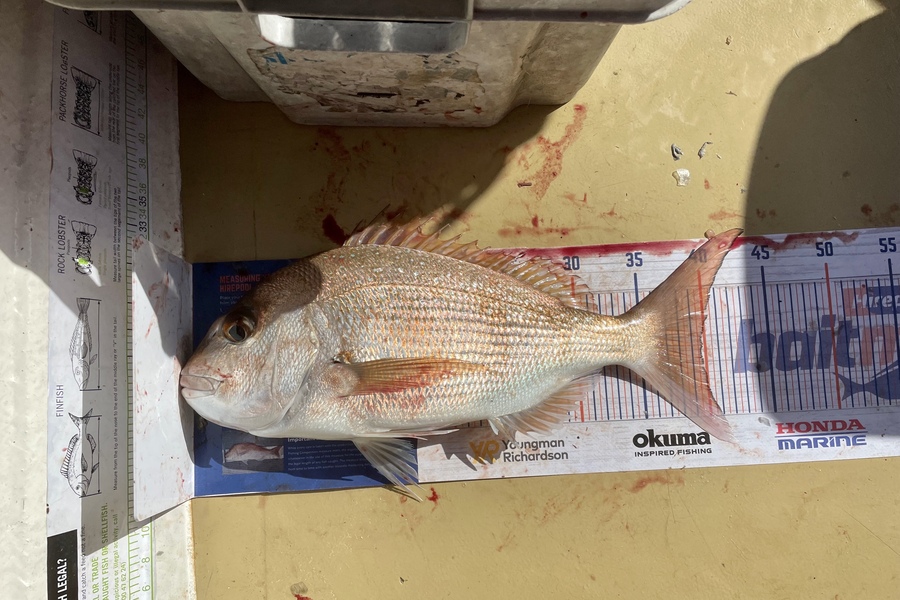 Lee Paetai caught this 39.5cm Snapper at Firth of Thames  during The Export NZ Fishing Competition