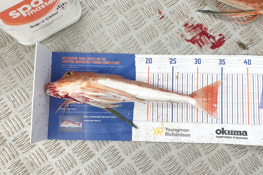 Paul Harrison caught this 34.0cm Gurnard at Marlborough sounds during The Export NZ Fishing Competition