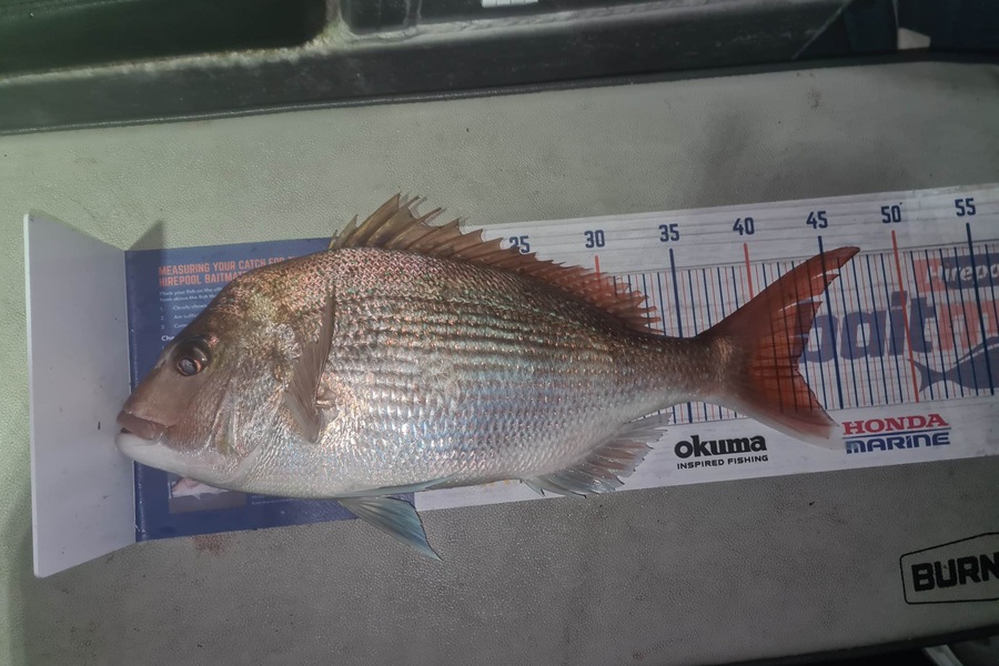 Harry Kovacs caught this 42.5cm Snapper at Mana during The Export NZ Fishing Competition
