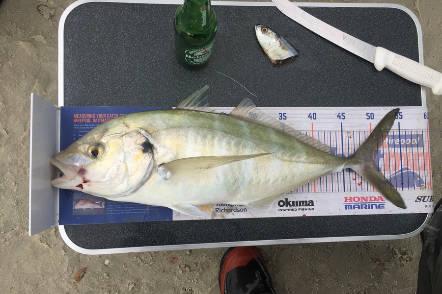 Nikki Tate caught this 50.5cm Trevally at Doubtless bay  during The Export NZ Fishing Competition