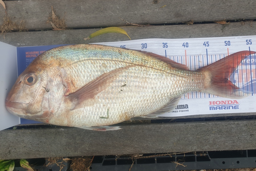 Rodney Niven caught this 48cm Snapper at Wellington  during The Export NZ Fishing Competition