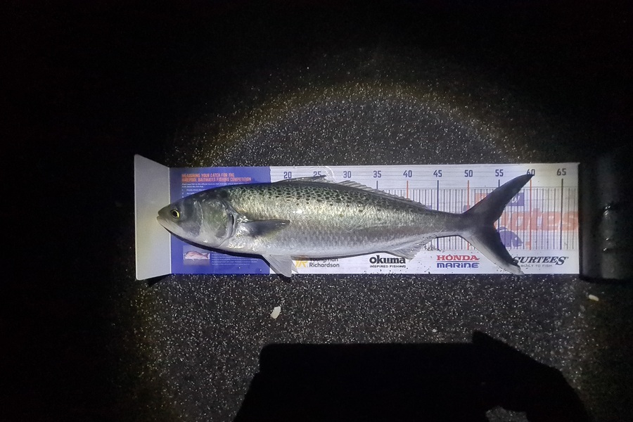 Shane Edwards caught this 54.5cm Kahawai at Manawatu during The Export NZ Fishing Competition