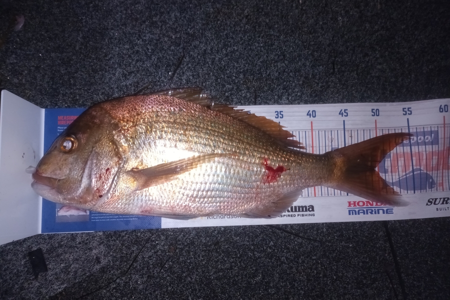 Tom Adams caught this 48.0cm Snapper at Awanui harbour during The Export NZ Fishing Competition