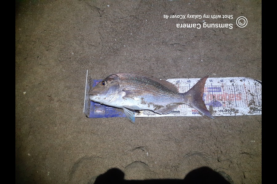 Darren James caught this 50.0cm Snapper at Pataua north during The Export NZ Fishing Competition
