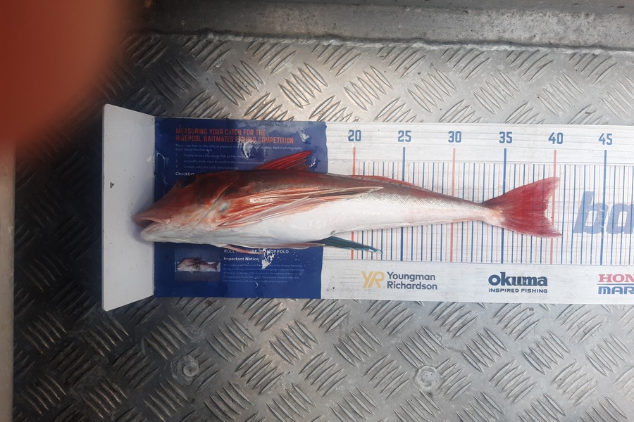 Clinton Emtage caught this 39.0cm Gurnard at Kaipara harbour during The Export NZ Fishing Competition
