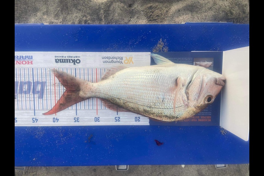 Daniel Dawson caught this 37.0cm Snapper at Tauranga  during The Export NZ Fishing Competition