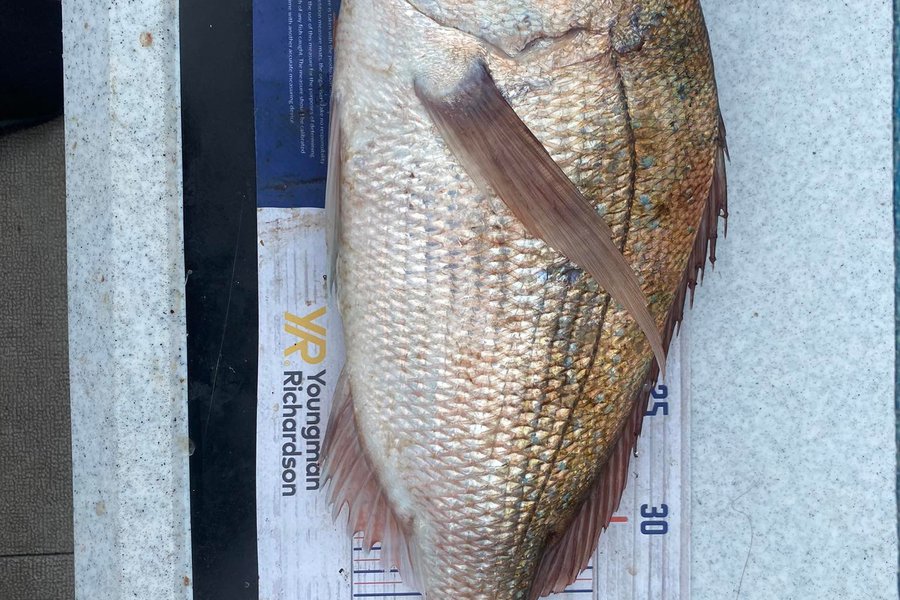Liz Moore caught this 41.0cm Snapper at black rocks during The Export NZ Fishing Competition