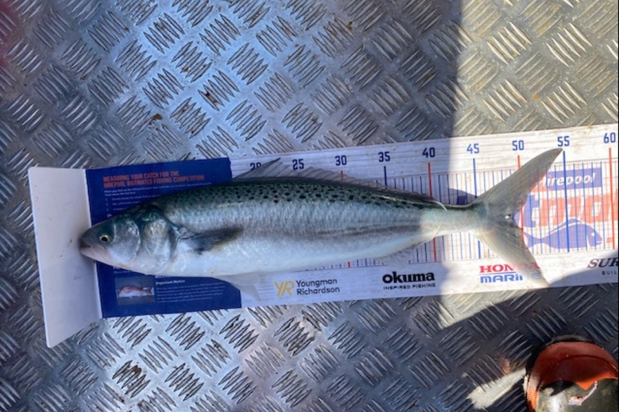 Joshua  Melchers  caught this 49.0cm Kahawai at Tauranga  during The Export NZ Fishing Competition