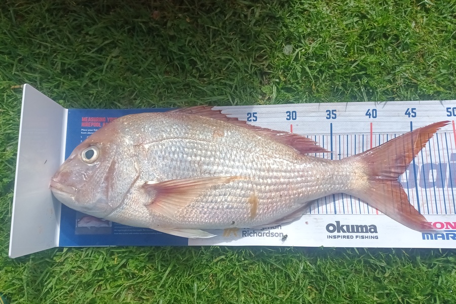 Tom Adams caught this 42.5cm Snapper at Awanui harbour during The Export NZ Fishing Competition