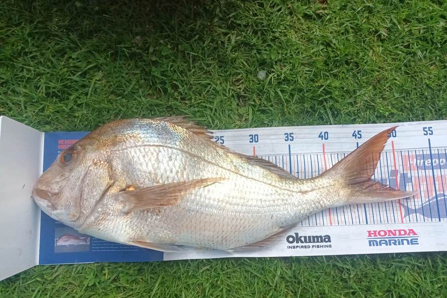 Lisa Adams caught this 46.0cm Snapper at Awanui Harbour  during The Export NZ Fishing Competition