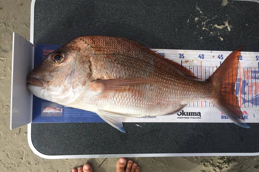 William Samson caught this 48.5cm Snapper at Rangiputa Harbour  during The Export NZ Fishing Competition