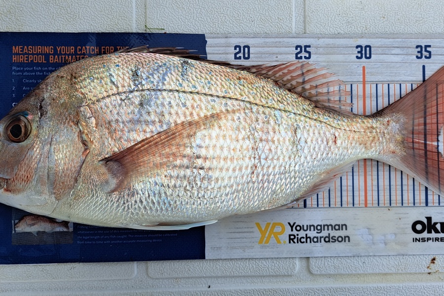 Dylan Ray caught this 36.0cm Snapper at Takaka during The Export NZ Fishing Competition