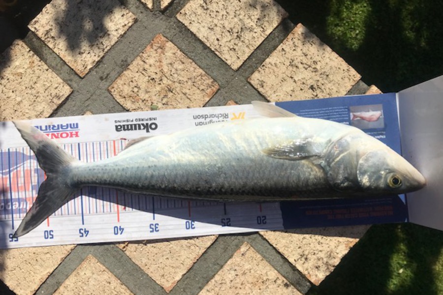 Steve Anderson caught this 49.5cm Kahawai at tauranga during The Export NZ Fishing Competition