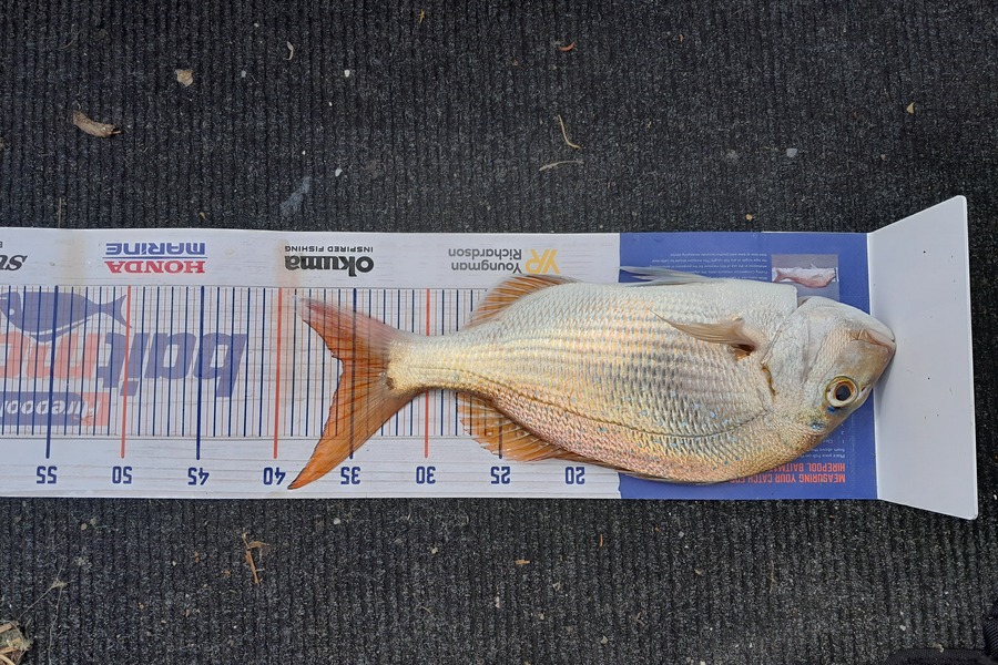 Aaron Motutere  caught this 35.6cm Snapper at Tauranga  during The Export NZ Fishing Competition