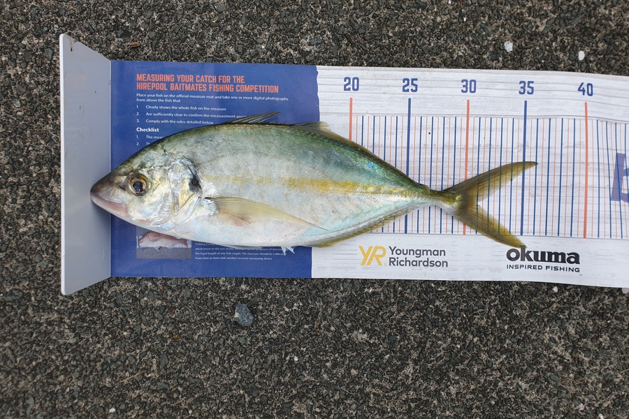 Steve Searancke caught this 30.5cm Trevally at Whangarei heads during The Export NZ Fishing Competition