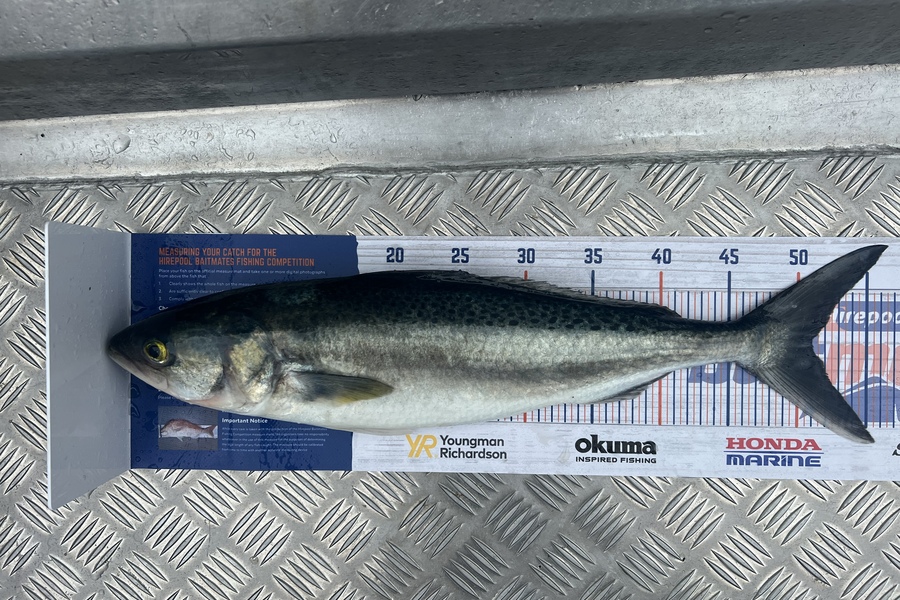 Luke Slobbe caught this 51.0cm Kahawai at Wellington during The Export NZ Fishing Competition