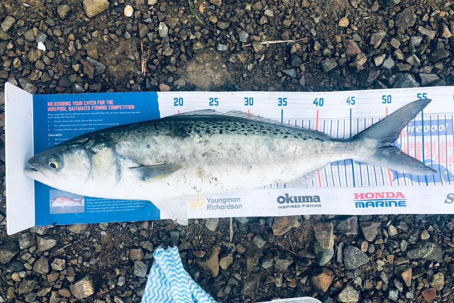 Hubs Gumen caught this 50.5cm Kahawai at Wellington Harbour during The Export NZ Fishing Competition