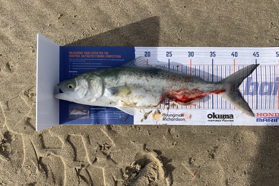 Jacob Scholefield caught this 40.0cm Kahawai at Gisborne during The Export NZ Fishing Competition