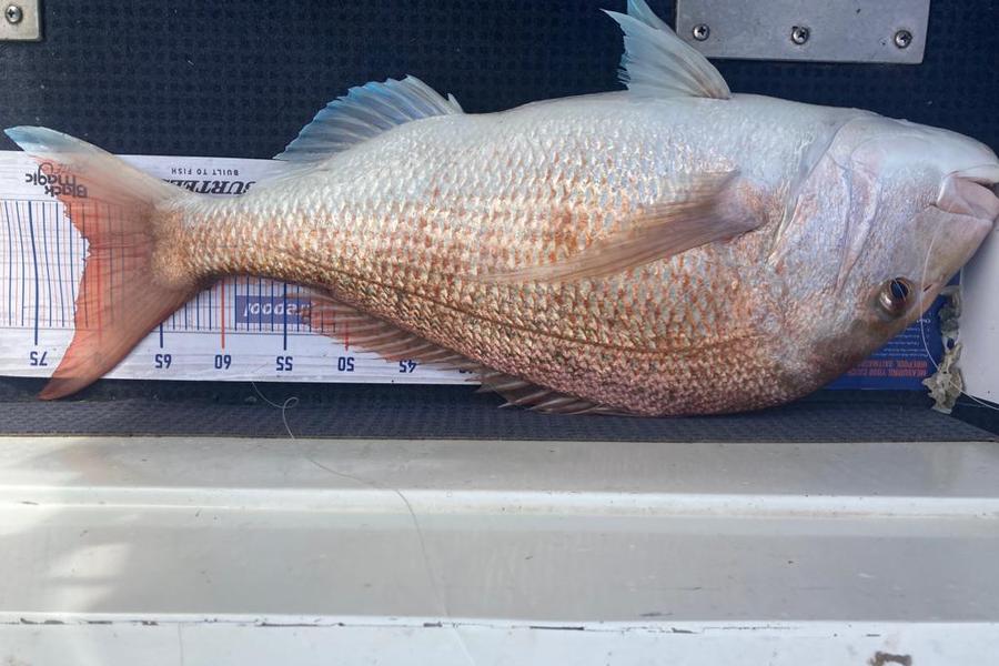 Werner OOsthuizen caught this 70.5cm Snapper at Long bay during The Export NZ Fishing Competition