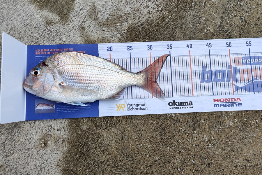 Hayden Roberts caught this 31.0cm Snapper at Wairau bar, Marlborough  during The Export NZ Fishing Competition