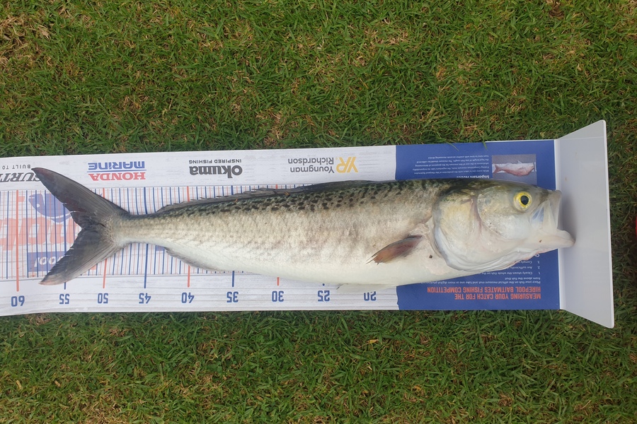 Lisa Adams caught this 53.0cm Kahawai at 90 mile beach during The Export NZ Fishing Competition