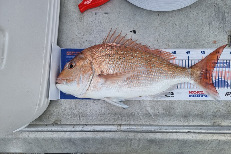 Phillip Rose caught this 52.5cm Snapper at Golden Bay  during The Export NZ Fishing Competition