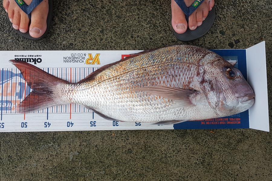 Glenn Lucas caught this 48.0cm Snapper at Kawau  during The Export NZ Fishing Competition