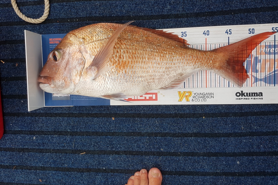 Glenn Lucas caught this 48.5cm Snapper at Kawau  during The Export NZ Fishing Competition