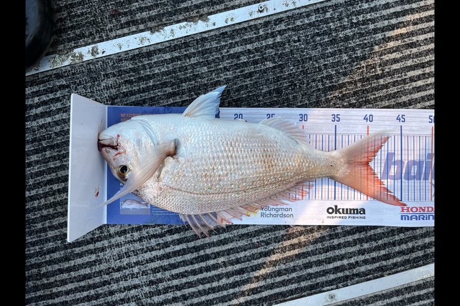 Mac Courtney caught this 40.0cm Snapper at Mount Maunganui  during The Export NZ Fishing Competition