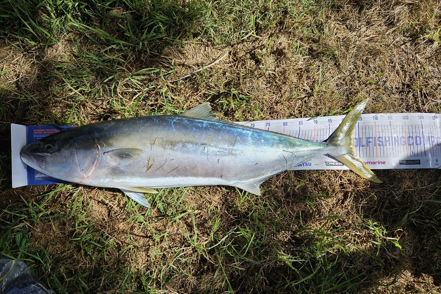 Glynn Anderson caught this 103cm Kingfish at Northland  during The Export NZ Fishing Competition