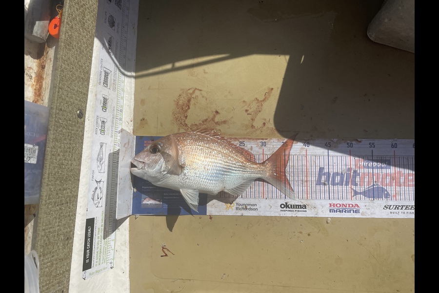 Lee Paetai caught this 35.0cm Snapper at Firth of Thames  during The Export NZ Fishing Competition