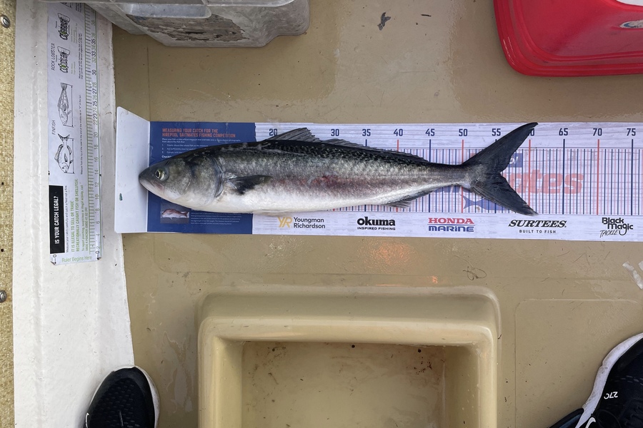 Lee Paetai caught this 55.5cm Kahawai at Firth of Thames  during The Export NZ Fishing Competition
