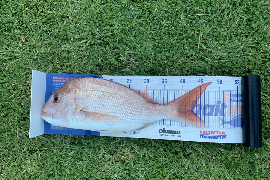 Douglas Jewson caught this 42.5cm Snapper at Rakino during The Export NZ Fishing Competition