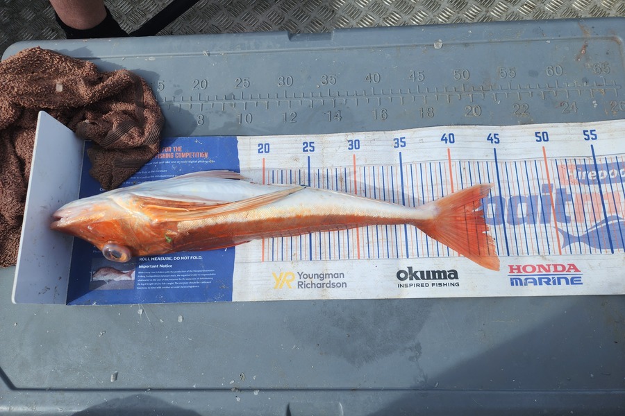 Brody Luce caught this 43.0cm Gurnard at Wanganui  during The Export NZ Fishing Competition