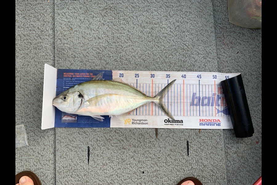 Douglas Jewson caught this 33.5cm Trevally at Rangitoto  during The Export NZ Fishing Competition