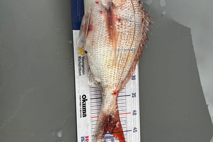 Lex Galvin caught this 44.0cm Snapper at Kawhia during The Export NZ Fishing Competition